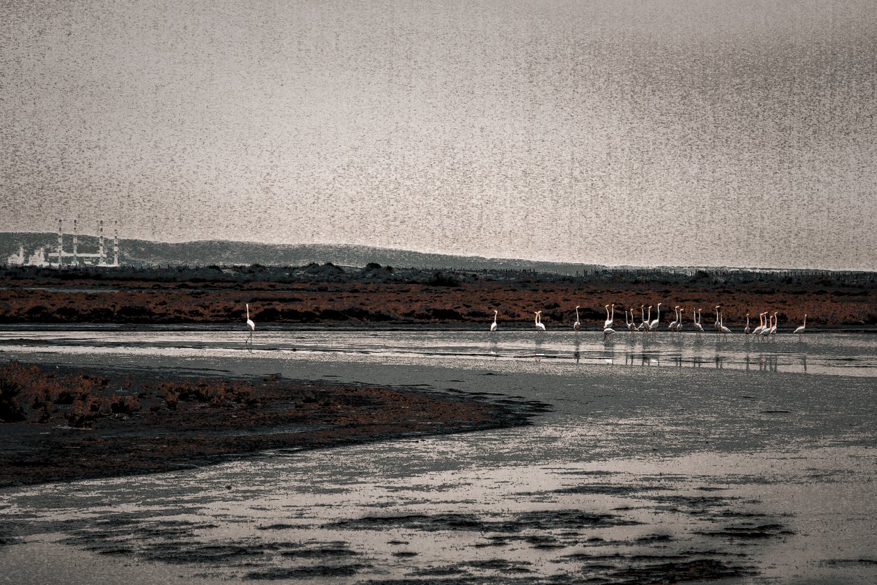 Zgromadzenie, z serii Flamingi Camargue, 2017 (ręcznie malowane zdjęcie) autorstwa Alice Gur Arie