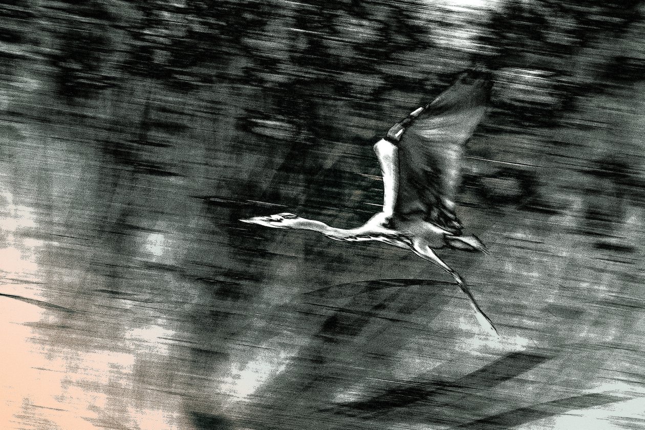 Lot z Ziemi Świętej, 2015 (ręcznie malowana fotografia) autorstwa Alice Gur-Arie