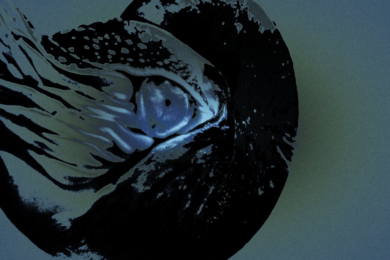 Nautilus, 2018 (ręcznie malowana fotografia) autorstwa Alice Gur Arie