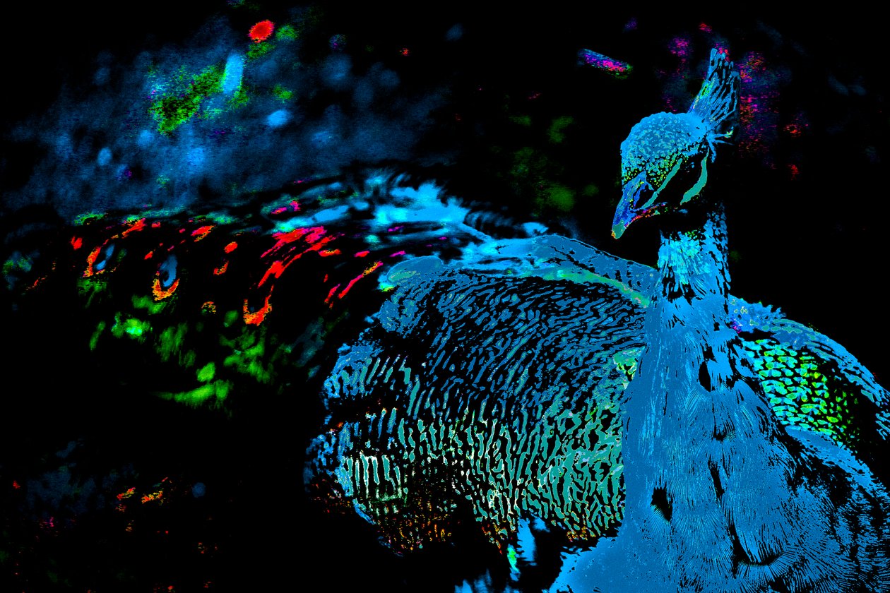 Paw księżniczki, 2012 (zdjęcie) autorstwa Alice Gur Arie