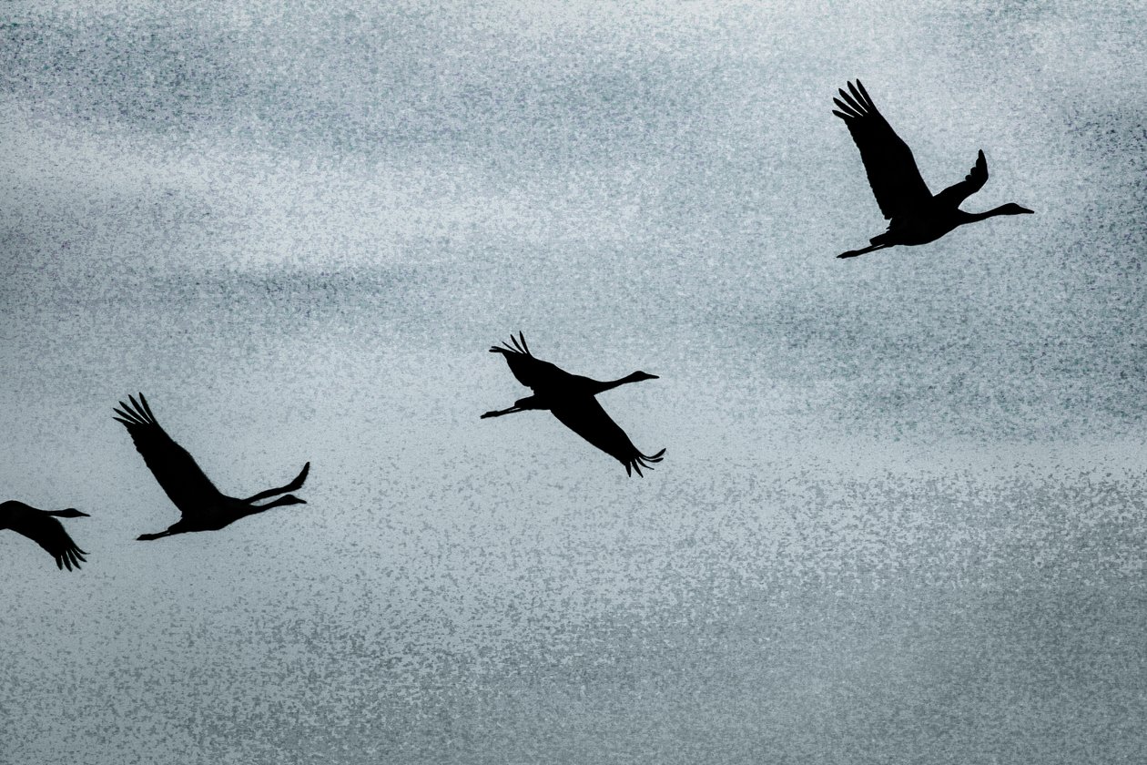 Wing on Wing, z serii Over Hula, 2016 (zdjęcie) autorstwa Alice Gur Arie