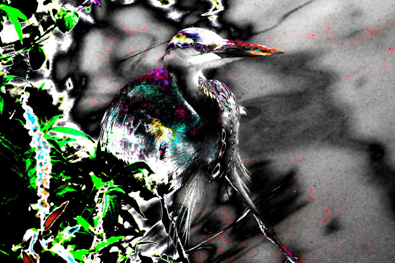 After the Blind, 2013 (zdjęcie) autorstwa Alice Gur-Arie
