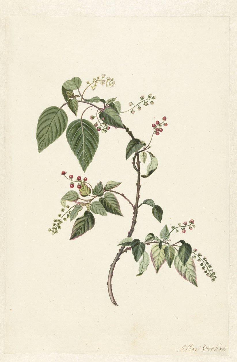Nandina (Nandina domowa) autorstwa Alida Withoos