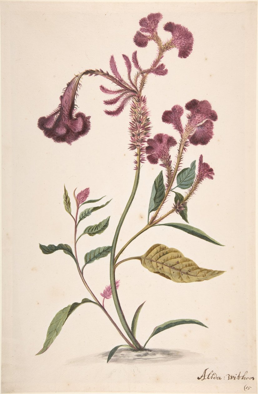 Badanie Hanekam Celosia argentea, b.d. autorstwa Alida Withoos