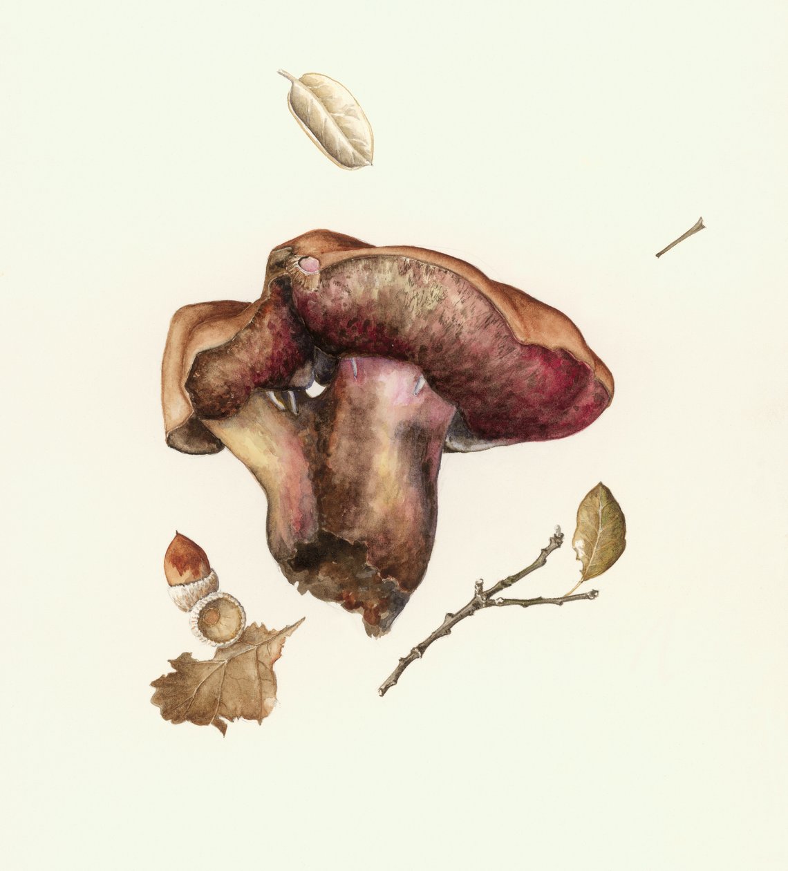 Fungus autorstwa Alison Cooper