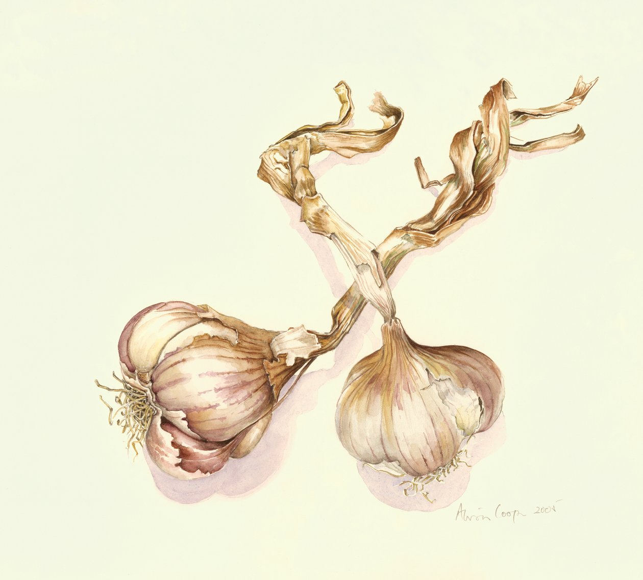 Cebulki czosnku, 2005 autorstwa Alison Cooper