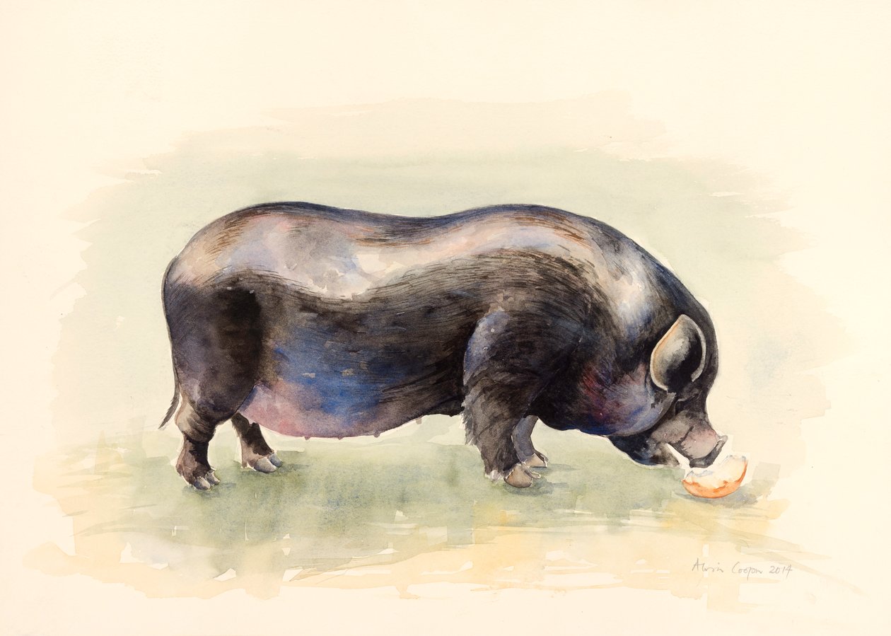 Włoska czarna świnia , 2014, akwarela autorstwa Alison Cooper