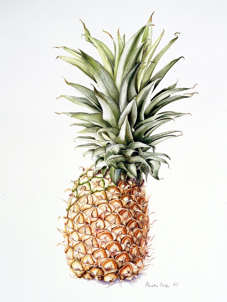 Ananas, 1997 autorstwa Alison Cooper