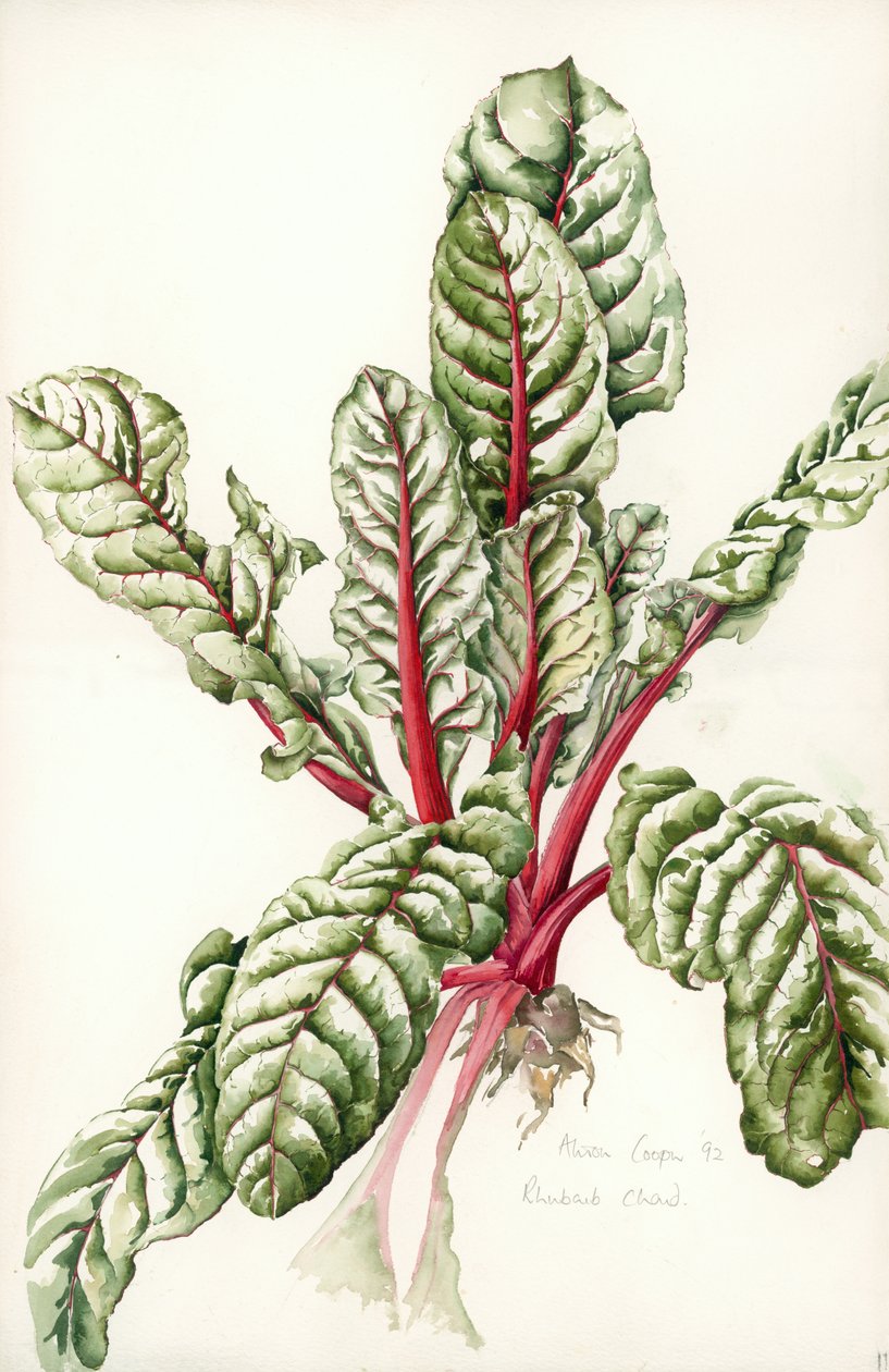 Rabarbar Chard, 1992 autorstwa Alison Cooper
