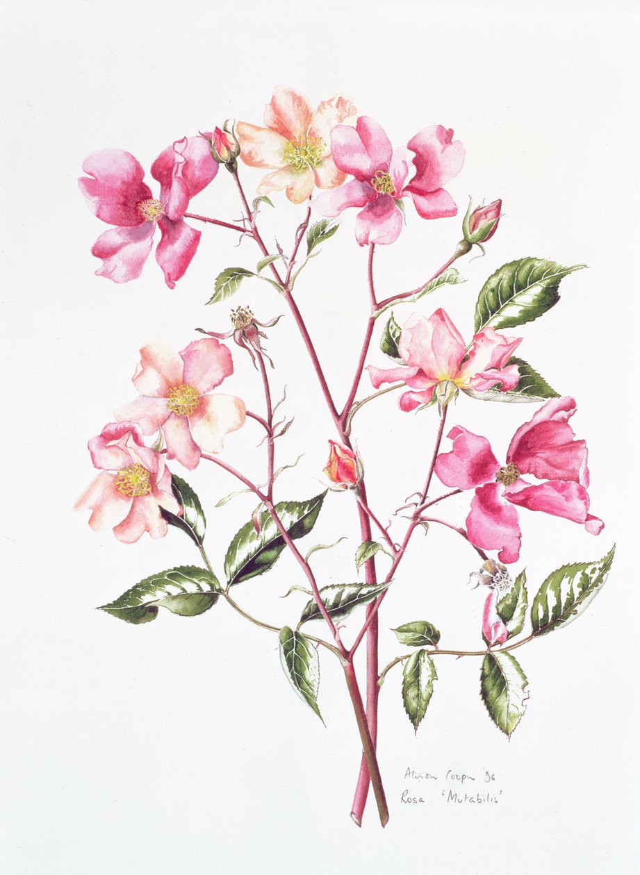 Rosa „Zmiana”, 1996 autorstwa Alison Cooper