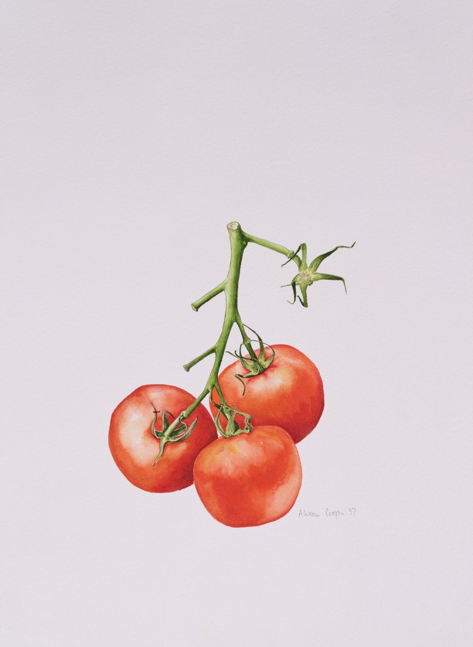 Trzy pomidory na winorośli, 1997 autorstwa Alison Cooper