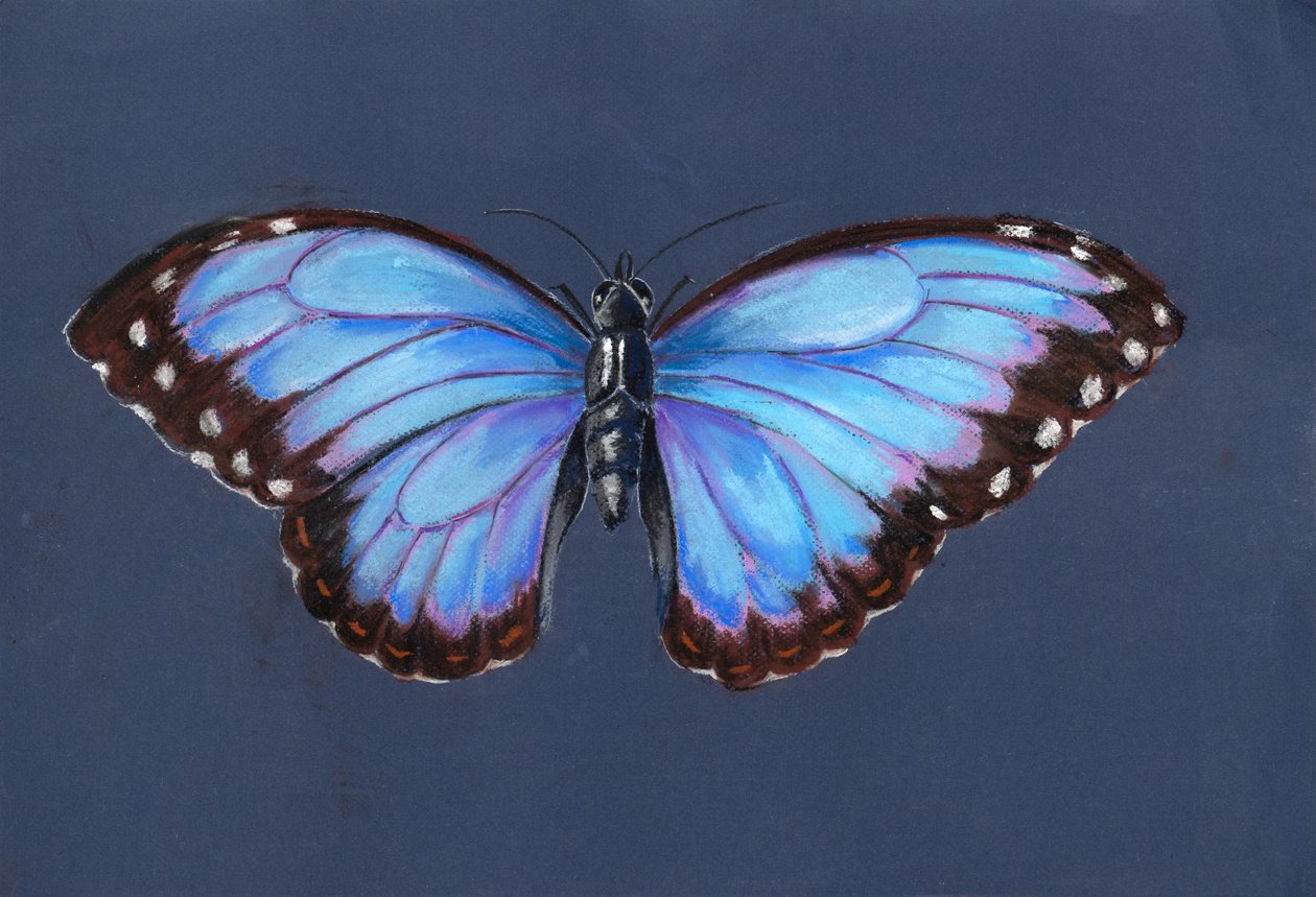 polish autorstwa Alison Cooper