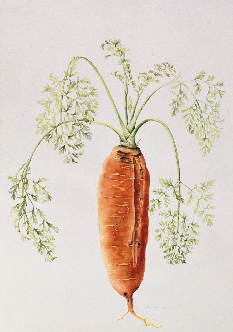 Marchewka z mojego ogrodu (wc) autorstwa Alison Cooper