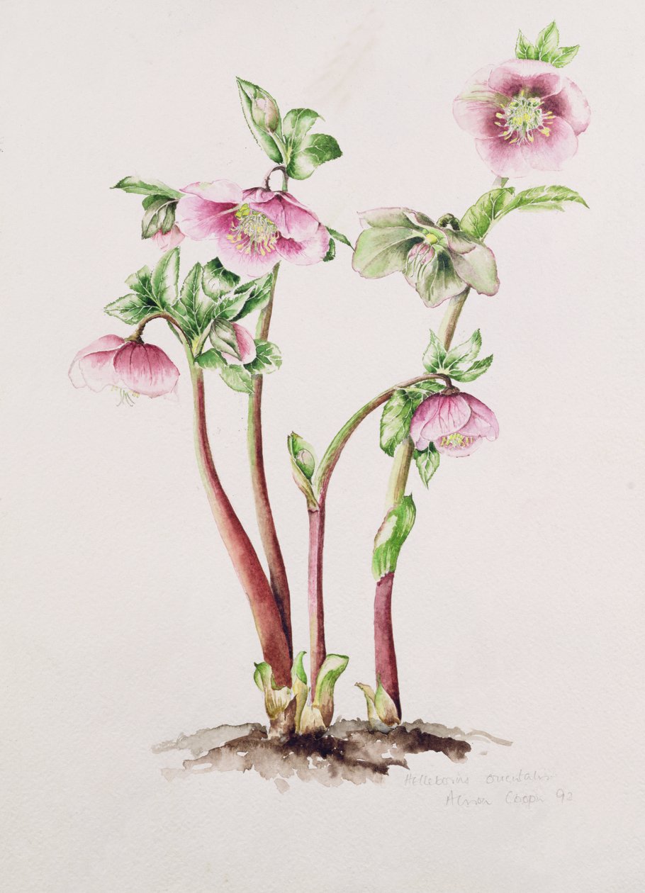 Wielkopostna róża: Helleborus orientalis (akwarela) autorstwa Alison Cooper