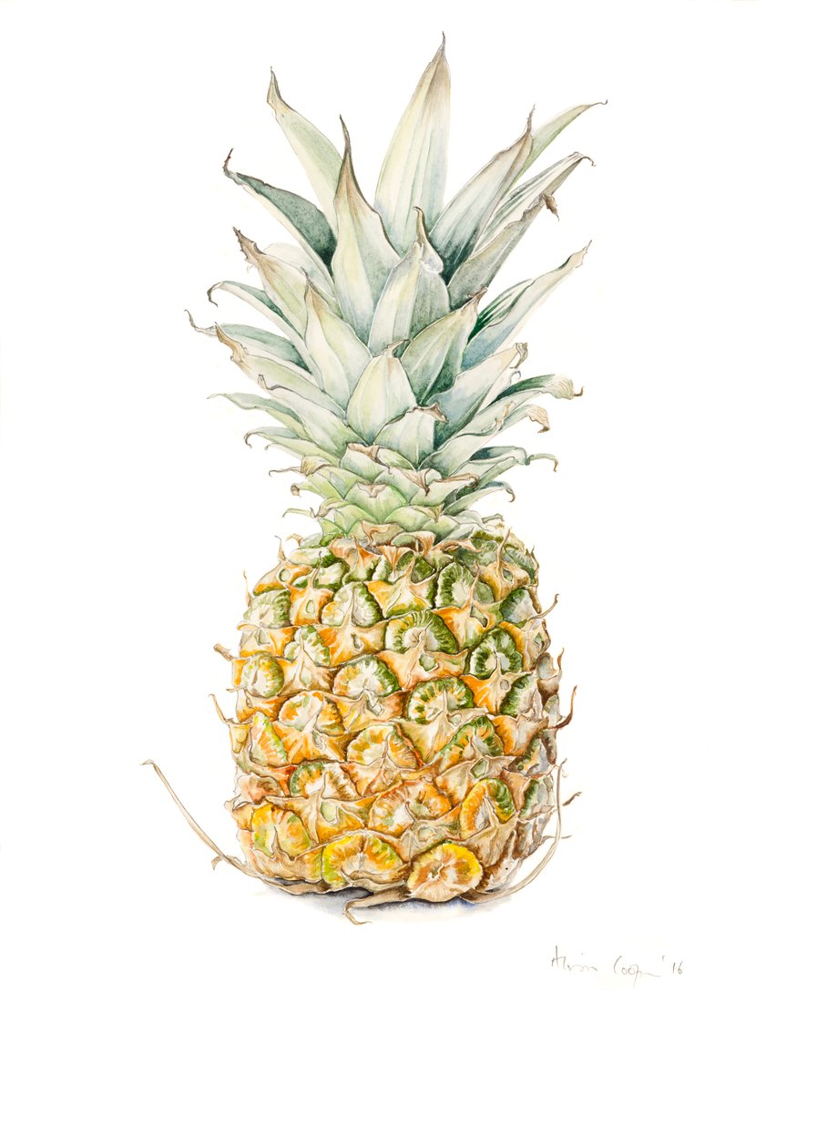 Dojrzały ananas, akwarela, 2016 autorstwa Alison Cooper