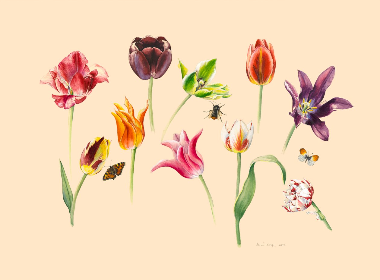 wiosenne tulipany i owady autorstwa Alison Cooper