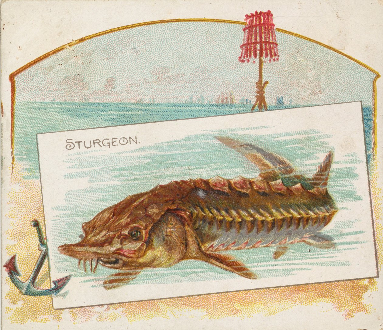Jesiotr, z serii Fish from American Waters N39 dla papierosów Allen & Ginter, 1889. autorstwa Allen and Ginter