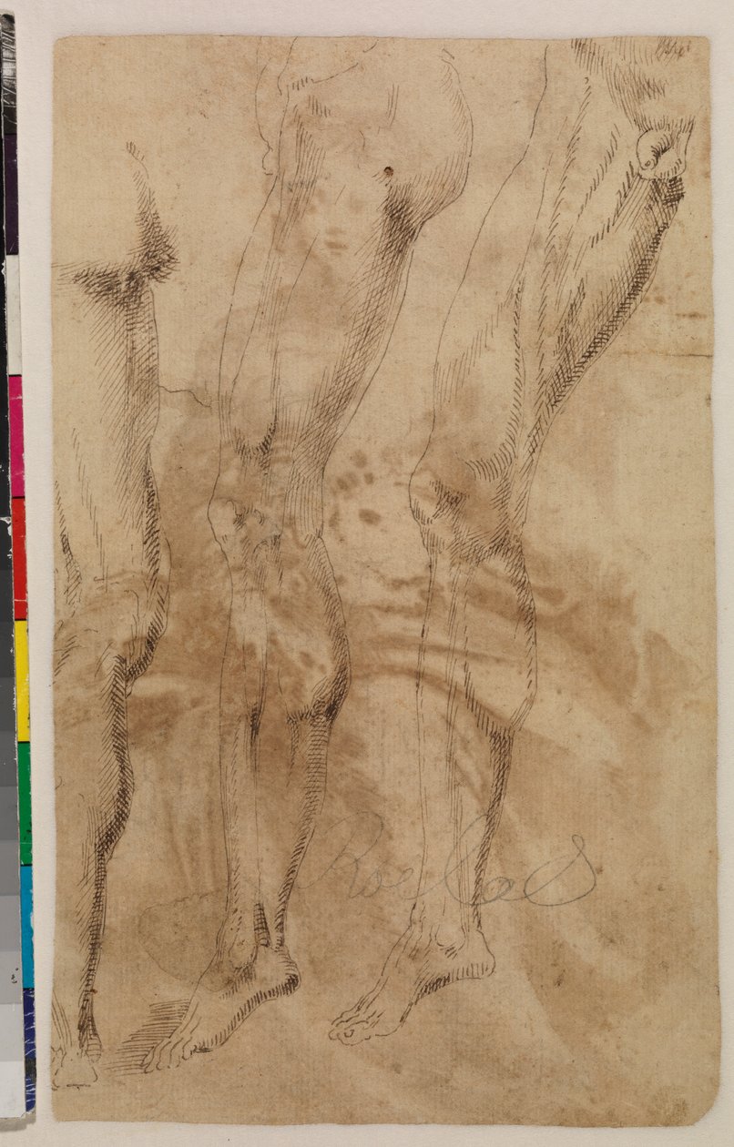 Trzy badania męskiej nogi (verso) ok. 1537 (pióro i brązowy tusz na papierze wykładanym) [patrz 5948317] autorstwa Alonso (workshop of) Berruguete