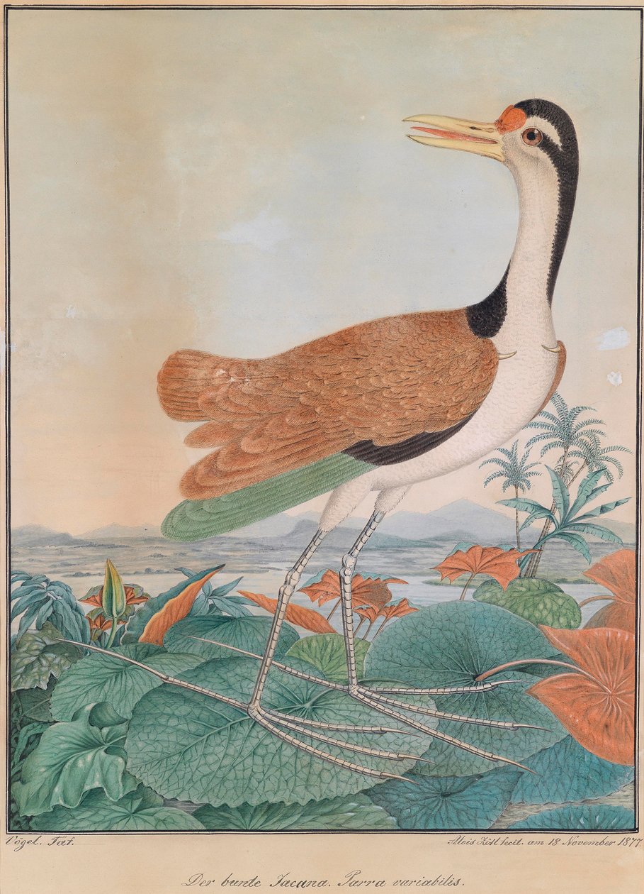 Kolorowa jacana. Parra variabilis. (kolorowe skrzydło ostrogi), chodzenie po liściach lilii, w tle góry i wybrzeże autorstwa Aloys Zötl