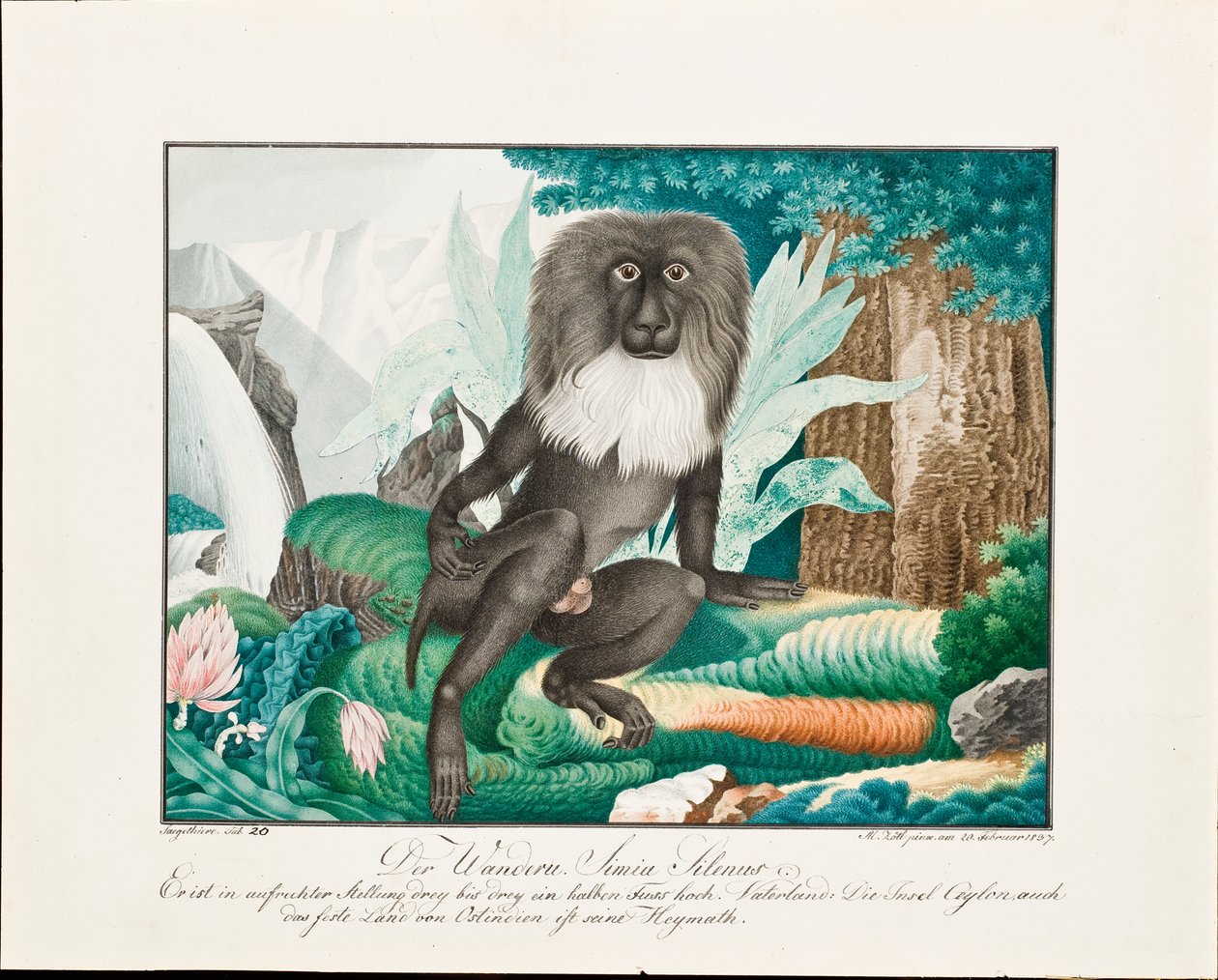Makak, 1837 autorstwa Aloys Zötl