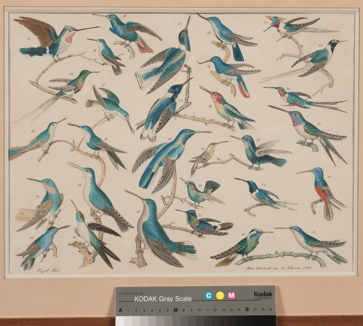 Kolibry autorstwa Aloys Zötl
