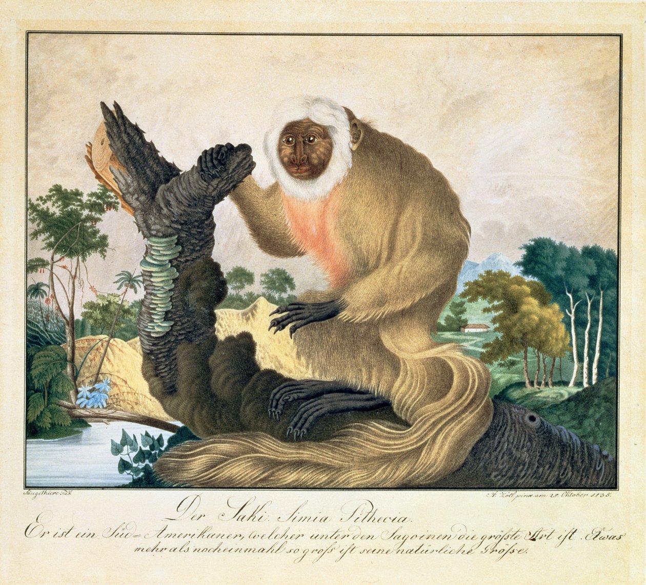 Małpa Saki, 1835 autorstwa Aloys Zötl