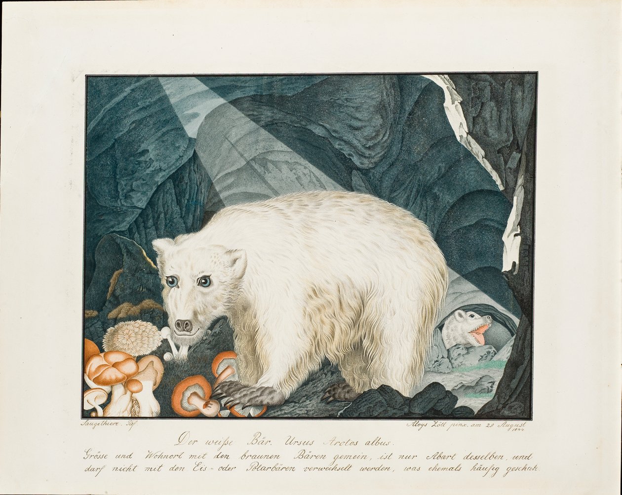 Biały Niedźwiedź, 1844 autorstwa Aloys Zötl