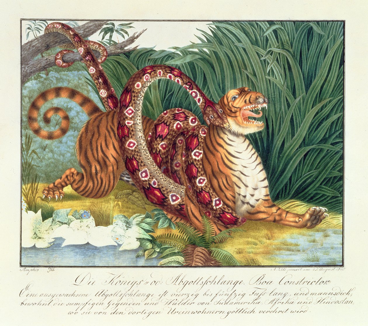 Tygrys i Boa Dusiciel, 1835 autorstwa Aloys Zötl