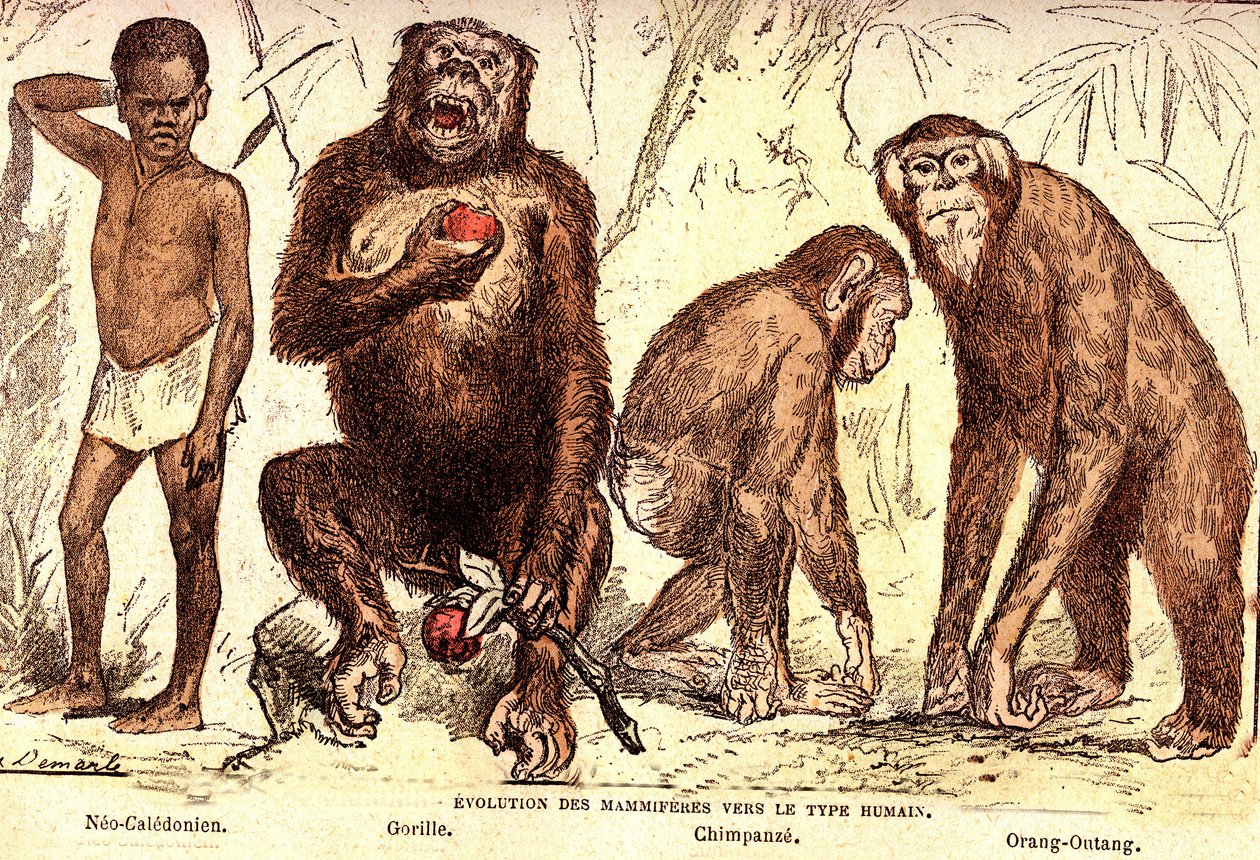 Ewolucja ssaków do typu ludzkiego: stworzenie naturalne i istoty żywe (De Jules Rengade). Rysunek A. Demarle