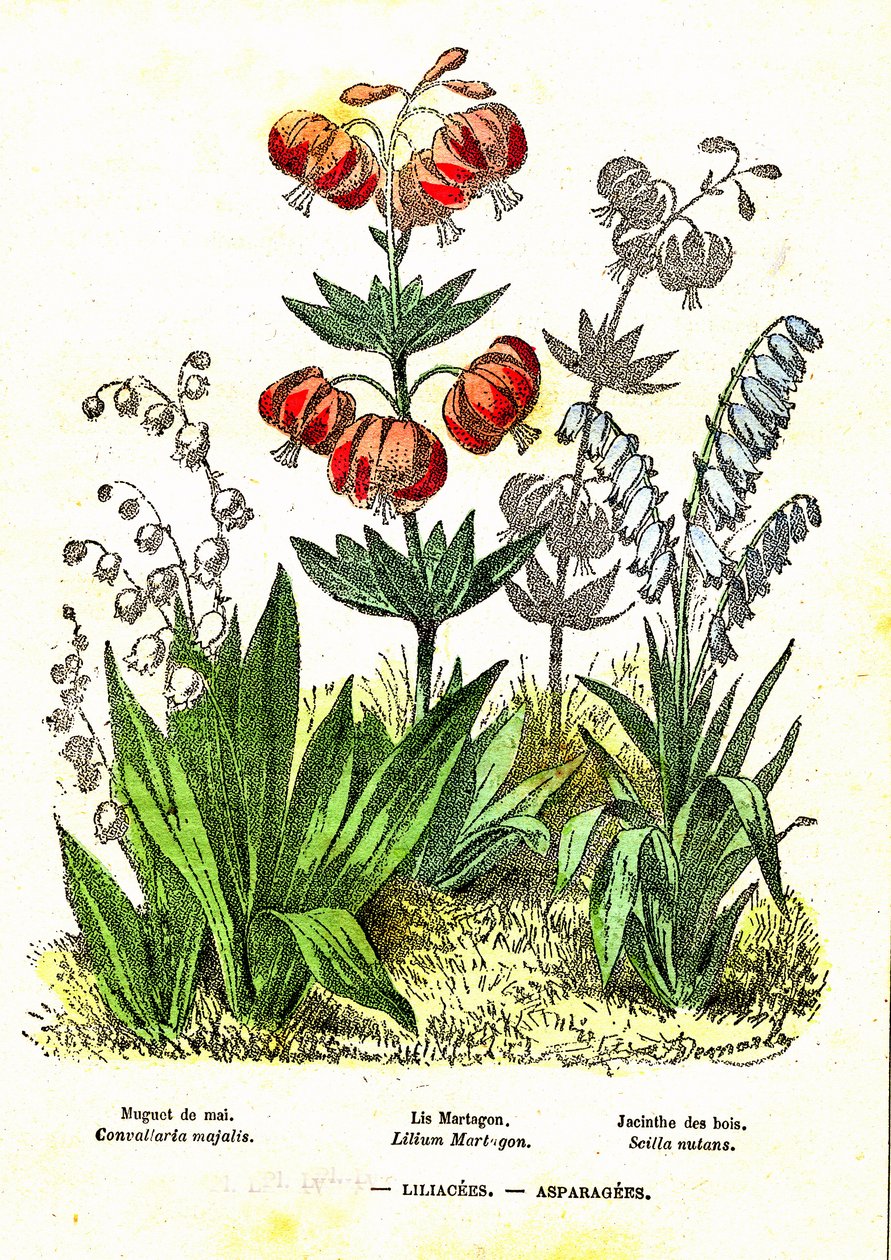 Liliacees, Asparagees: stworzenie naturalne i istoty żywe. Rysunek A. Demarle