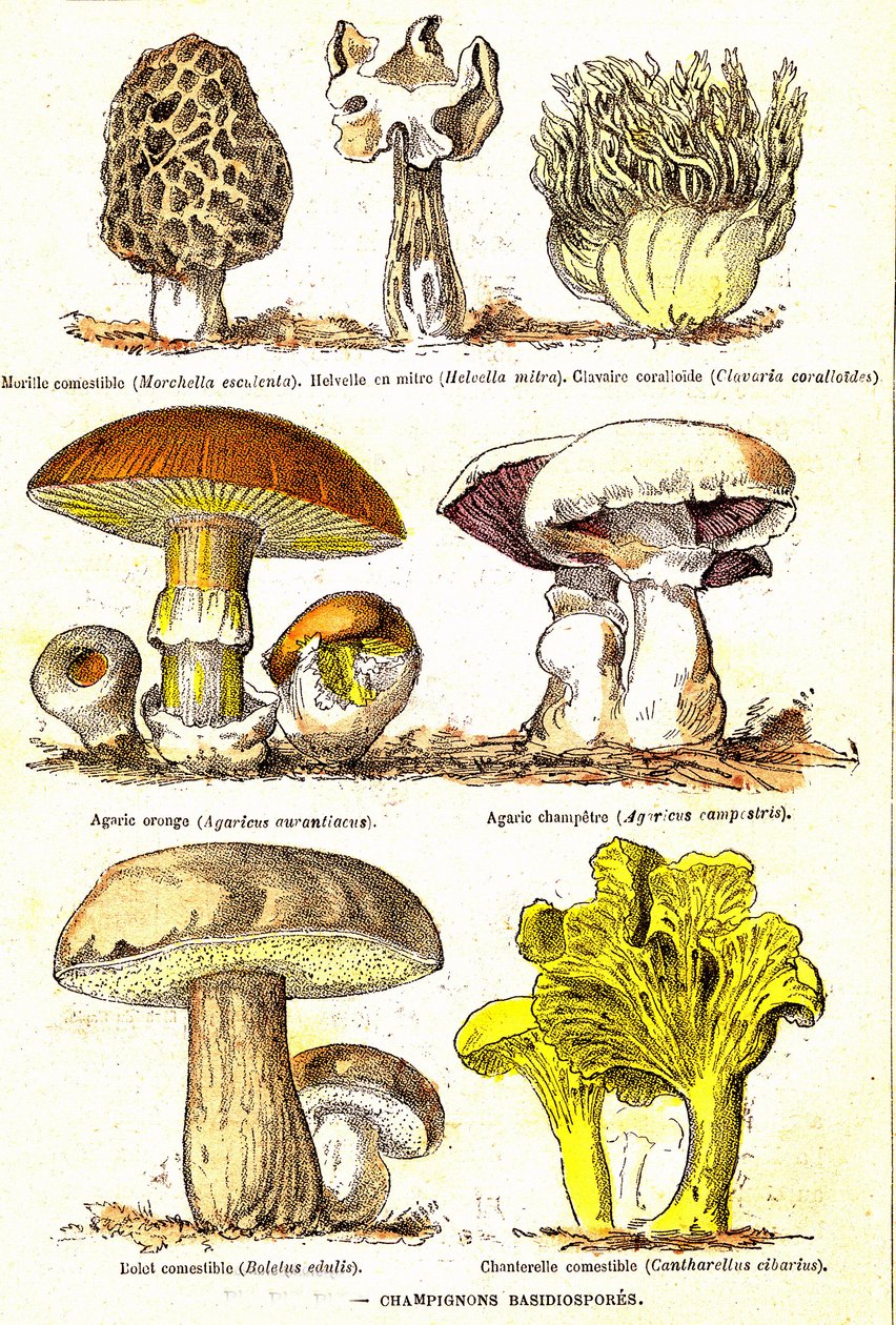 Grzyby Bazydiospory: stworzenie naturalne i istoty żywe (De Jules Rengade). Rysunek A. Demarle