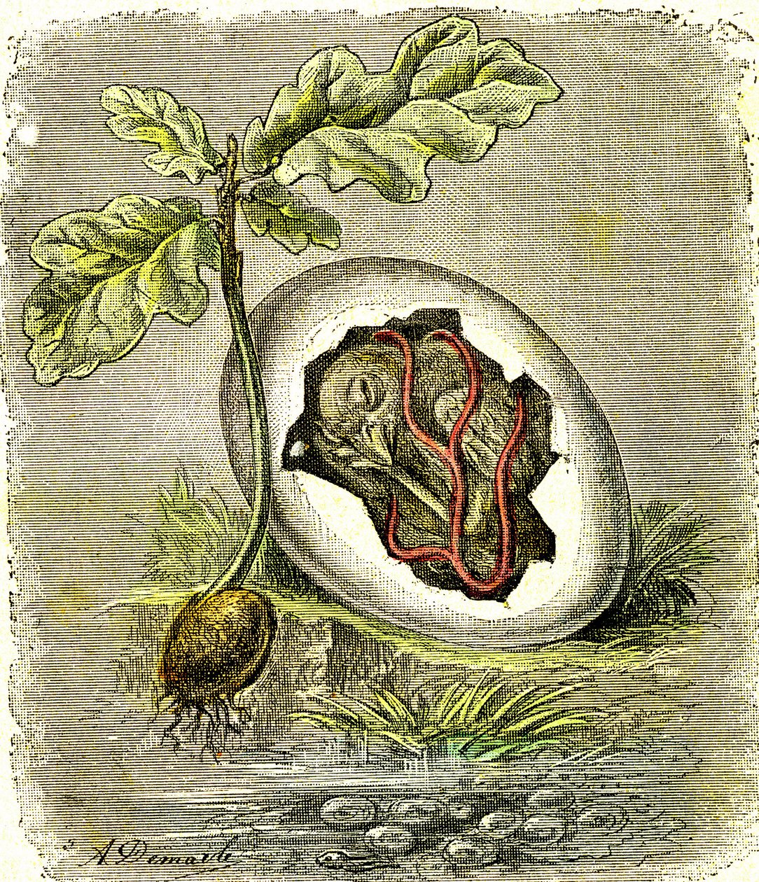 Natura. Jajko i nasiono: Pierwszy stan istot zorganizowanych. Stworzenie naturalne i istoty żywe. (J. Rengade) rysunek: A. Demarle. 1885 autorstwa Alphonse Demarle