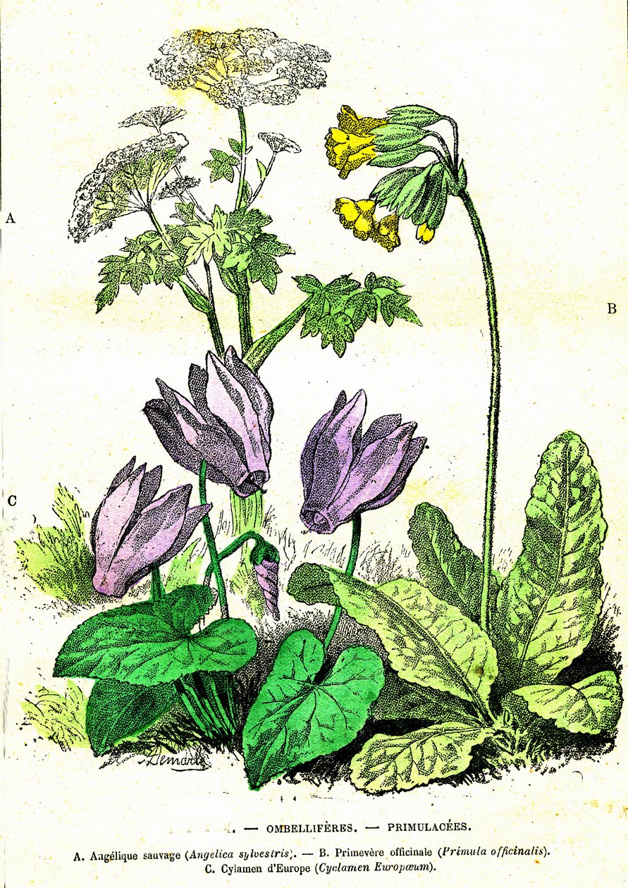 polish autorstwa Alphonse Demarle