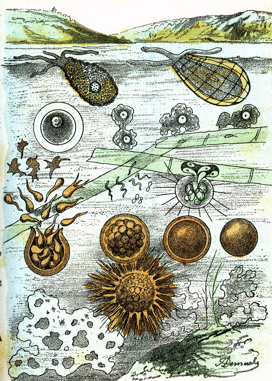 Prehistoria – Amibes, Bakterie, Moneres (Rosnące): Prymitywne istoty zorganizowane. Stworzenie naturalne i istoty żywe. Rysunek A. Demarle