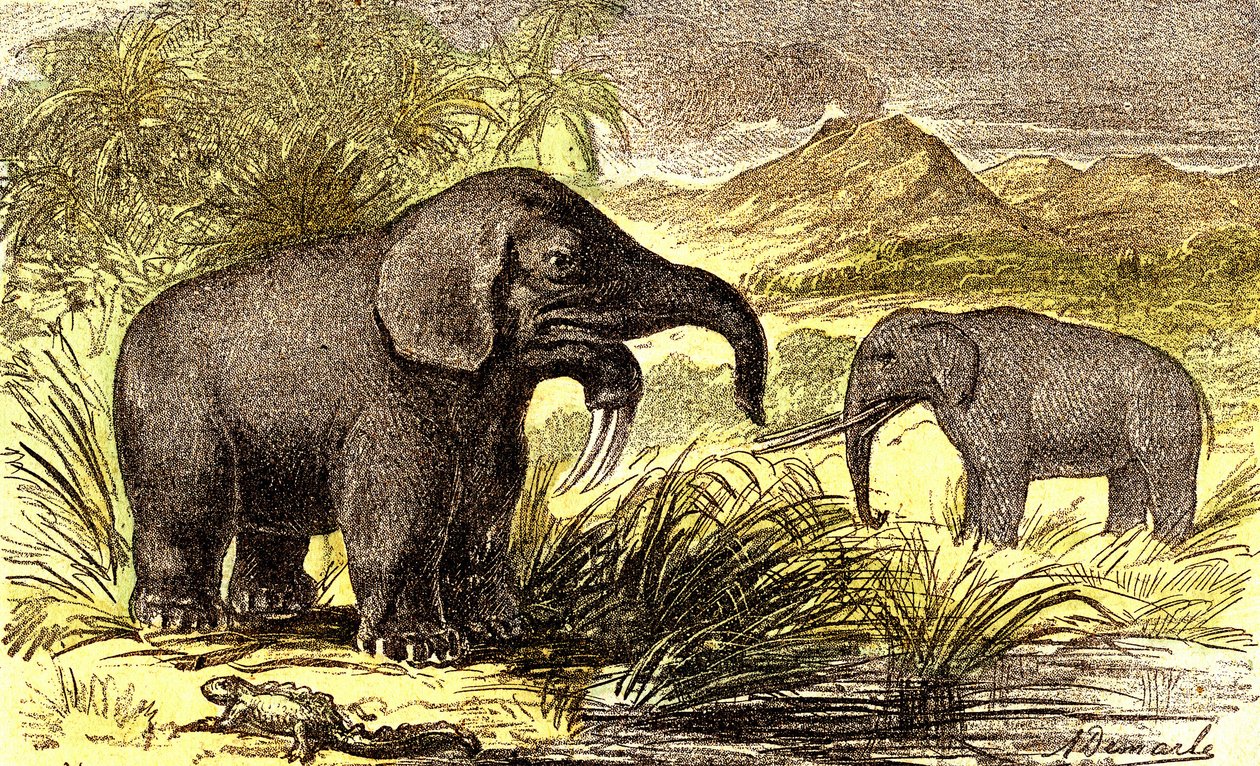 Okres prehistoryczny-miocen: Od prawej do lewej: Dinotherum i Mastodonte. Stworzenie naturalne i istoty żywe. Rysunek A. Demarle