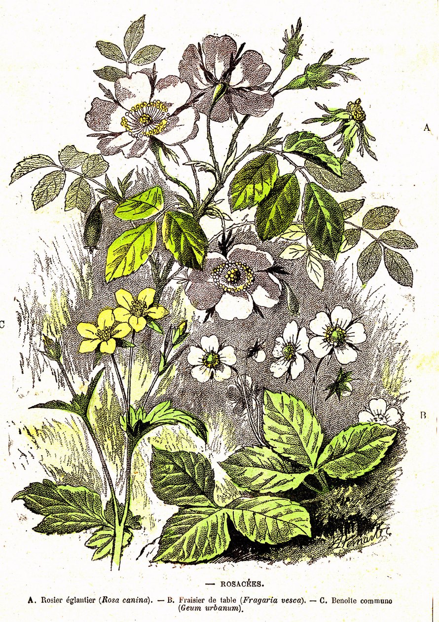 Rosacees - Stworzenie naturalne i istoty żywe: rysunek A. Demarle. 1885 autorstwa Alphonse Demarle