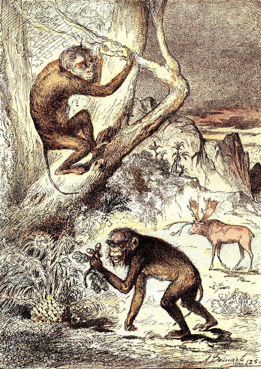 Małpy Catarhinian (okres miocenu): Semnopitheques. Naturalne stworzenie i żywe istoty J. Rengade. Rysunek A. Demarle autorstwa Alphonse Demarle