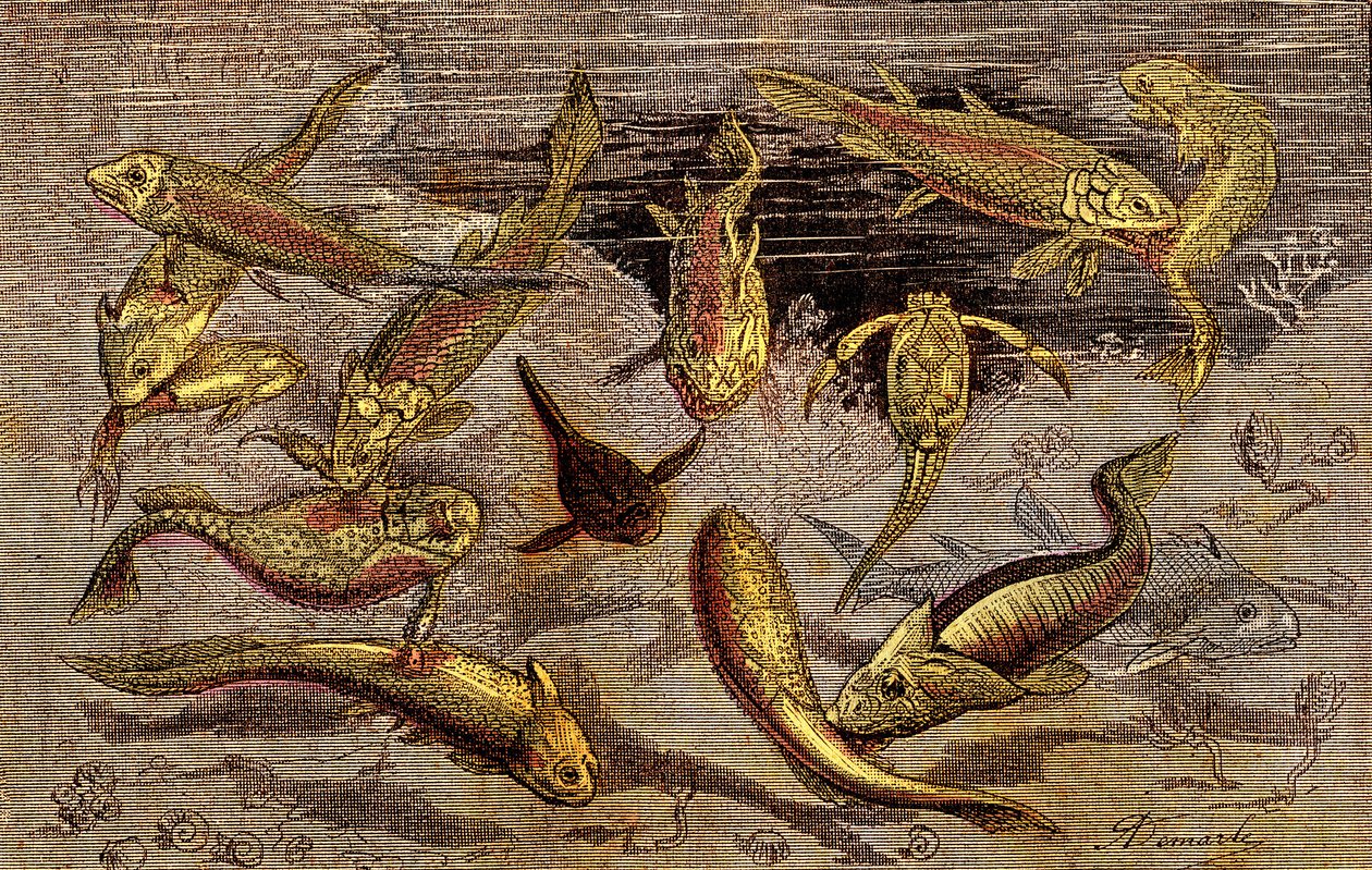Czasy dewonu (prehistoria) Istoty żywe: Walka o istnienie istot żywych. Naturalne stworzenie. Rysunek A. Demarle. 1885 autorstwa Alphonse Demarle