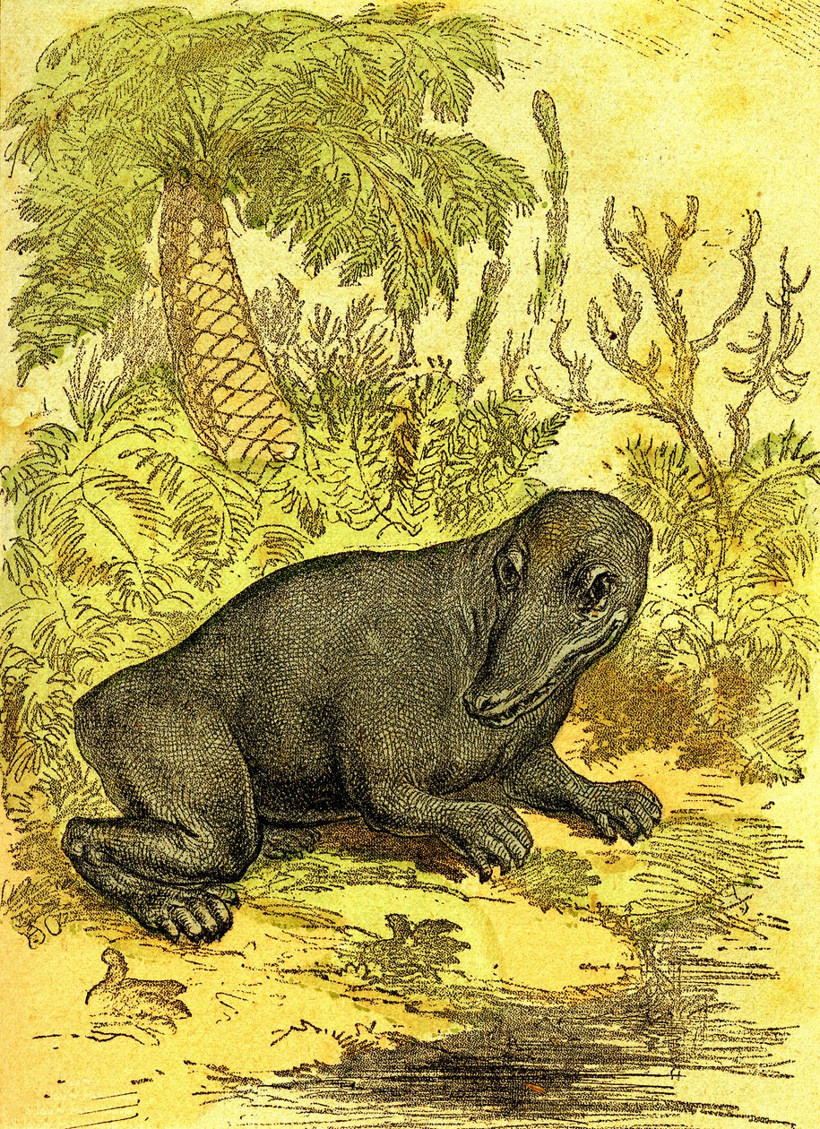 Labiryntodont (płazy): amfibia okresu węglowego. Stworzenie naturalne i istoty żywe. Rysunek A. Demarle 1885 autorstwa Alphonse Demarle