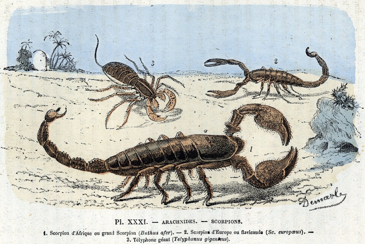 Talerz zoologiczny; pajęczaki, skorpiony afrykańskie, skorpion europejski, telefon) (tablica zoologiczna: pajęczak, skorpion) Rycina z „L