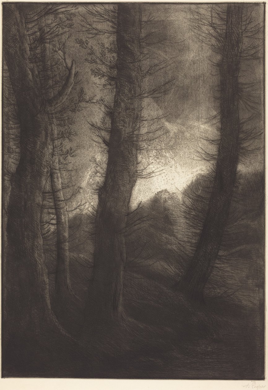 Wysokie drzewa na tle słońca  (Wysokie drzewa: wieczorny efekt) autorstwa Alphonse Legros