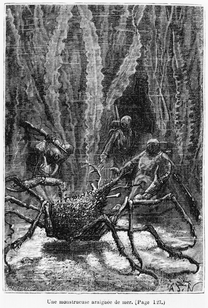 Pajęczy krab, ilustracja z 