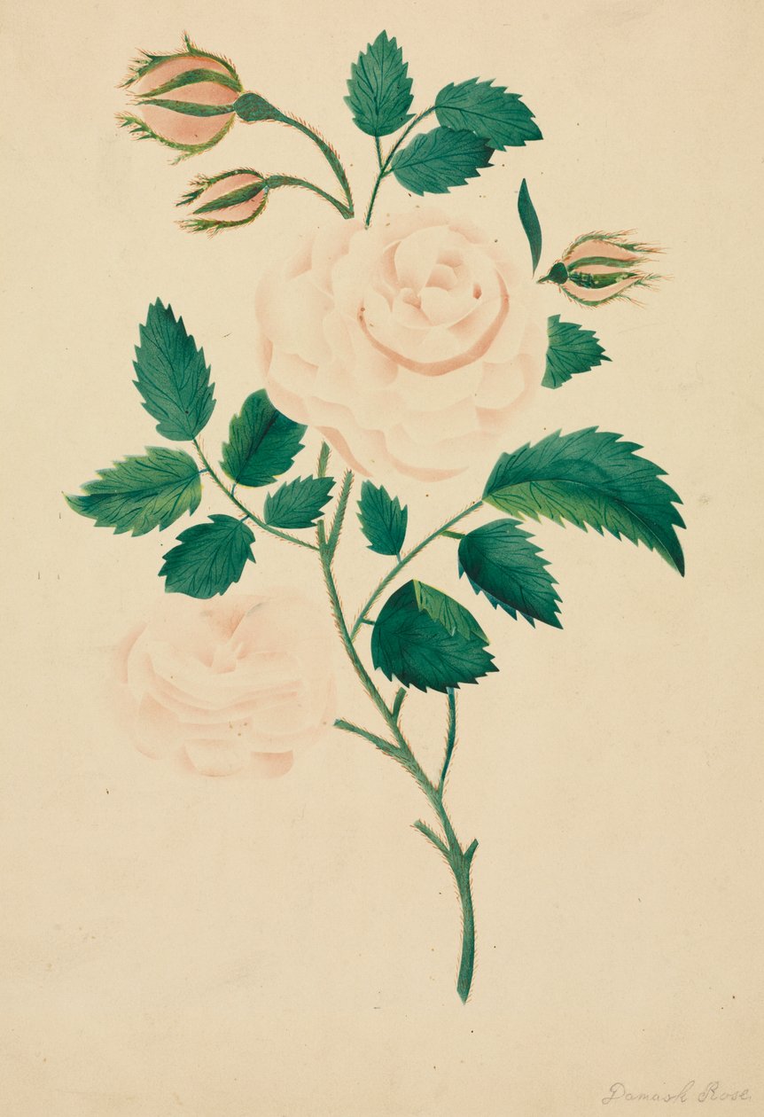 Róża damasceńska (akwarela) autorstwa Altha Mary Nims