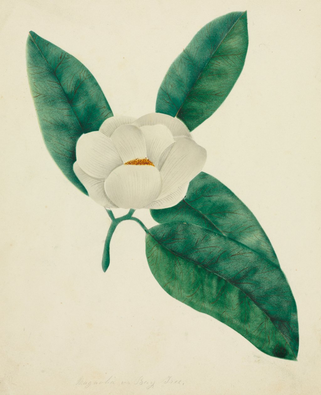 Magnolia (akwarela) autorstwa Altha Mary Nims