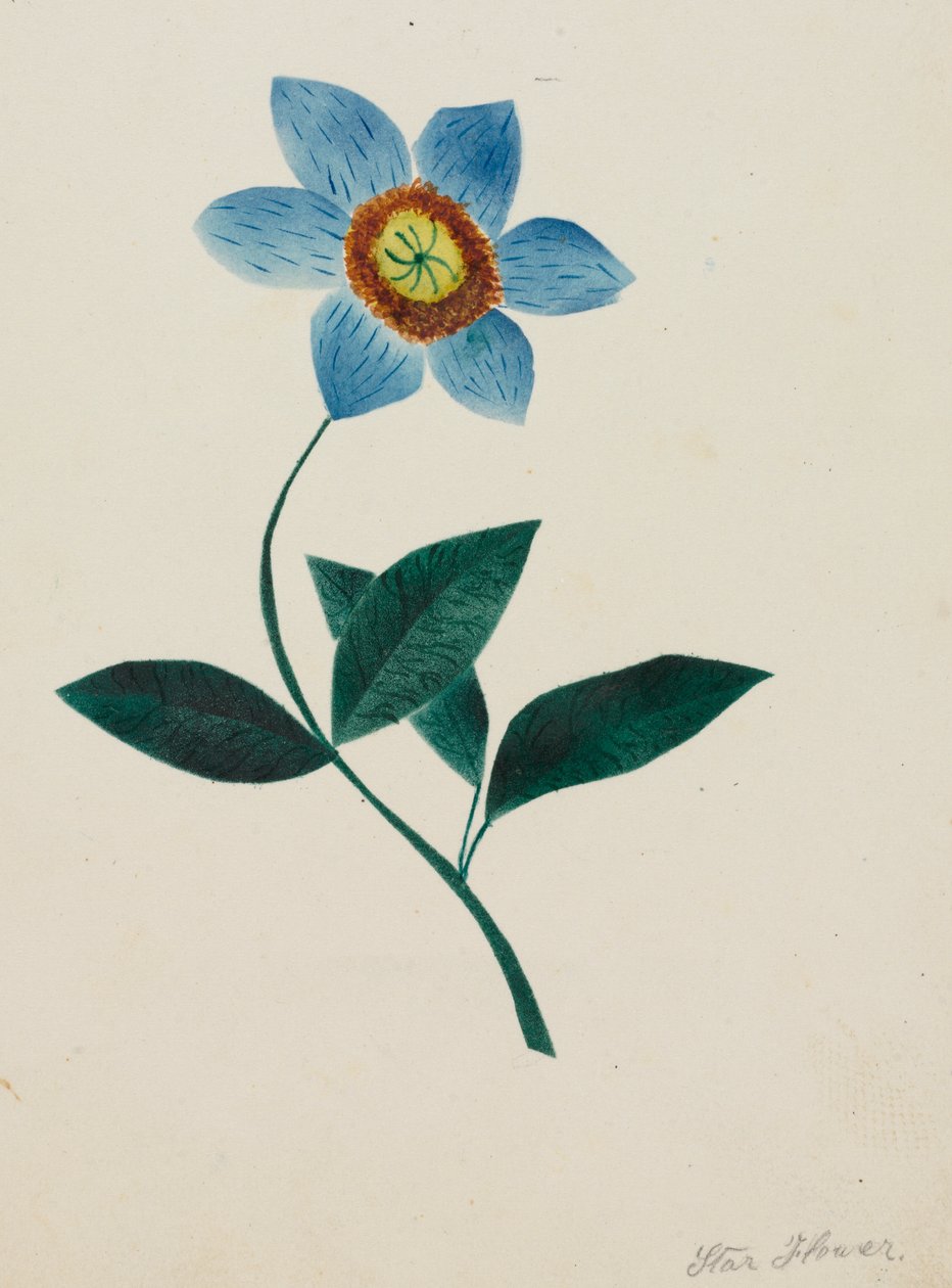 Gwiezdny kwiat (akwarela) autorstwa Altha Mary Nims