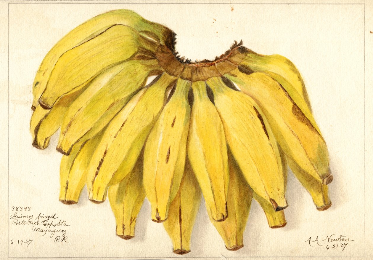 Banany (muza: Guincos Finget) (akwarela) autorstwa Amanda Almira Newton