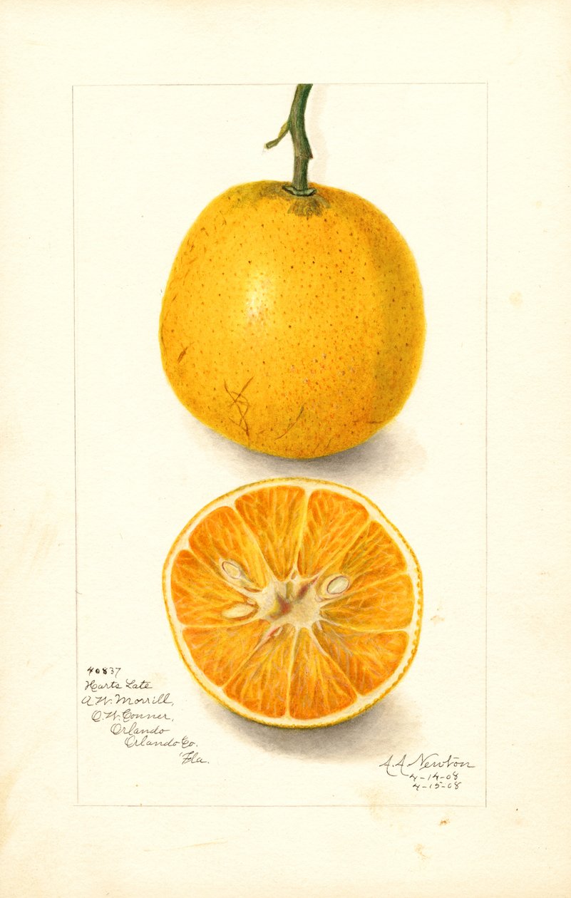 Późne pomarańcze Hartsa (Citrus sinensis) (akwarela) autorstwa Amanda Almira Newton
