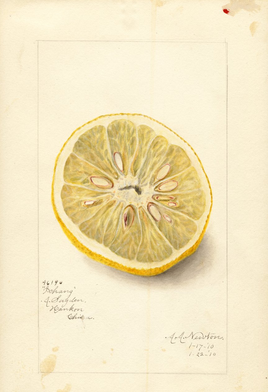 Pomarańcza Ichang (Citrus sinensis) (akwarela) autorstwa Amanda Almira Newton