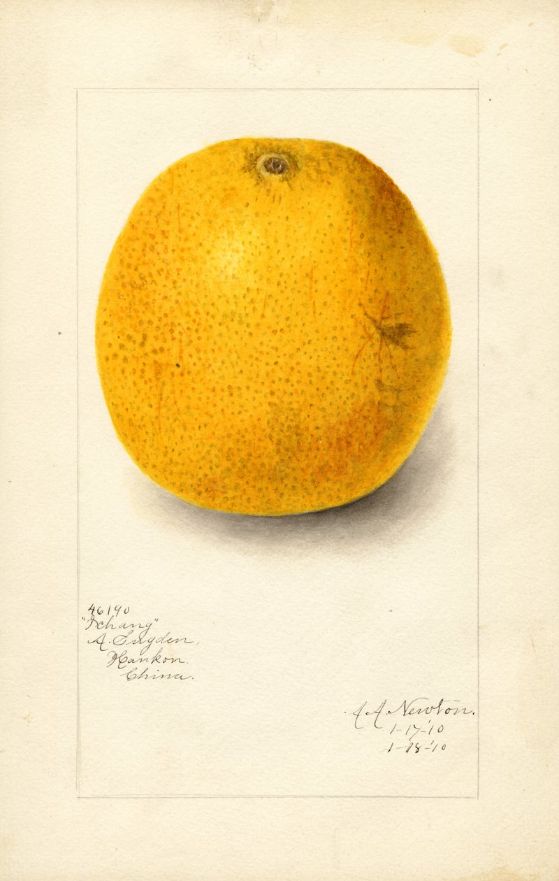 Pomarańcza Ichang (Citrus sinensis) (akwarela) autorstwa Amanda Almira Newton