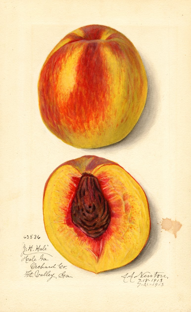 Brzoskwinie (Prunus persica: J.H. Hale) (akwarela) autorstwa Amanda Almira Newton